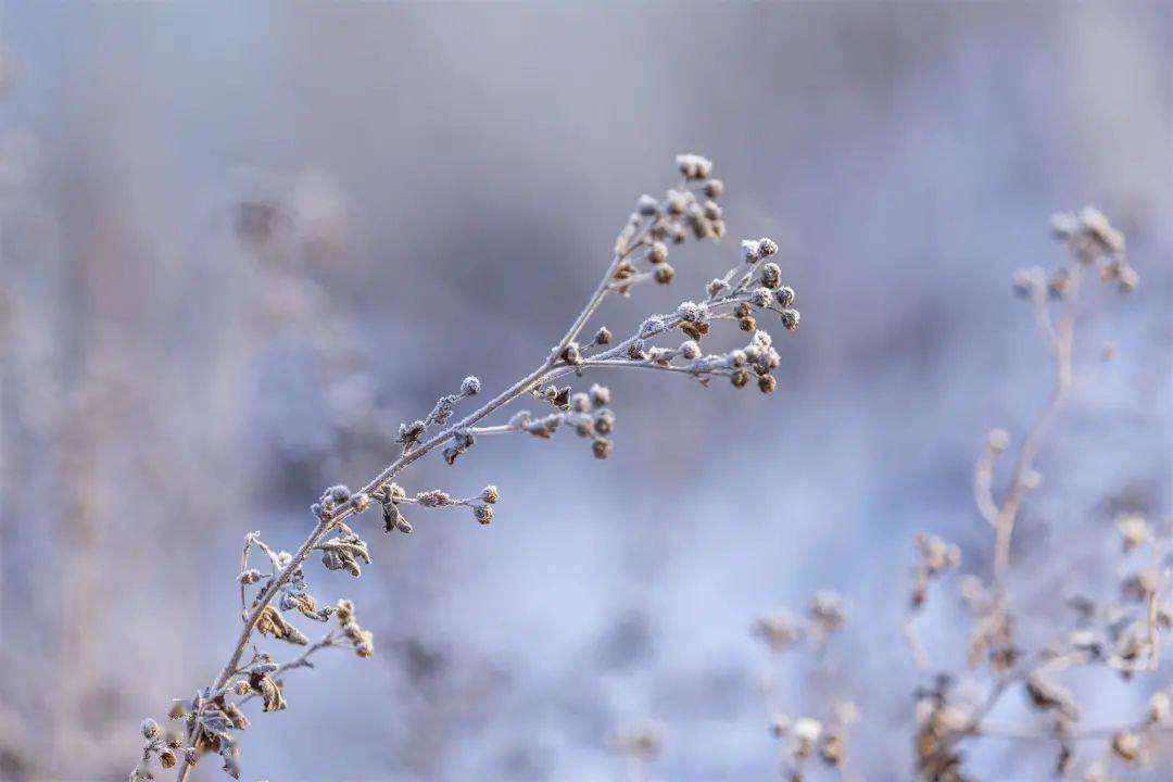 小雪 ▎冬藏萬物，歲月沉香